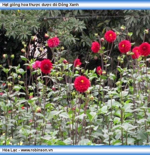 Hạt giống hoa thược dược đỏ Đồng Xanh Lạc Long  (10)