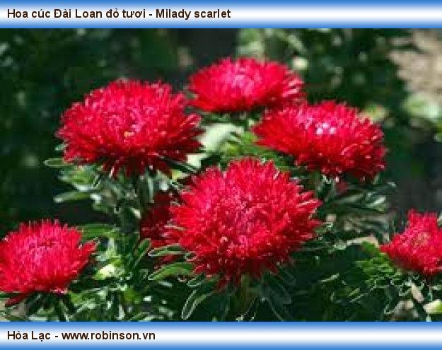 Hoa cúc Đài Loan đỏ tươi - Milady scarlet Đỗ Thị Hoa Mơ  (4)