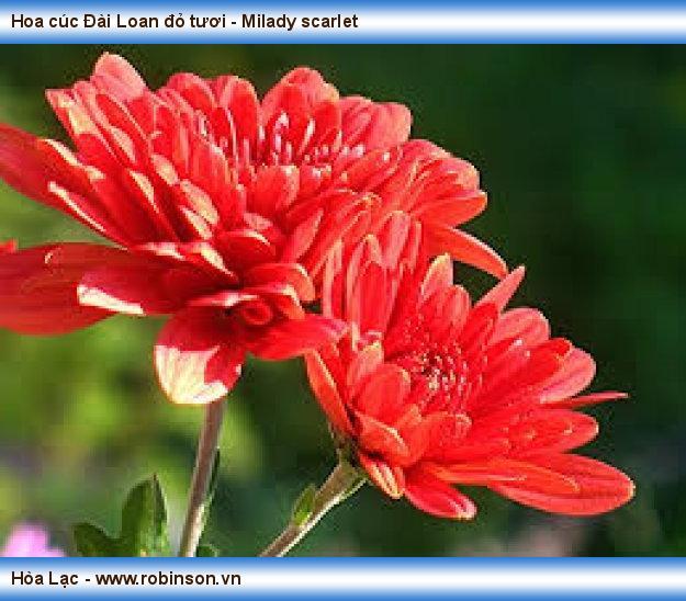 Hoa cúc Đài Loan đỏ tươi - Milady scarlet Đỗ Thị Hoa Mơ  (5)