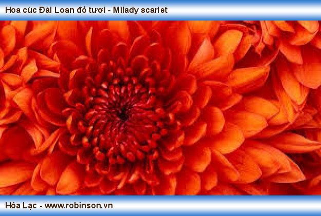 Hoa cúc Đài Loan đỏ tươi - Milady scarlet Đỗ Thị Hoa Mơ  (6)