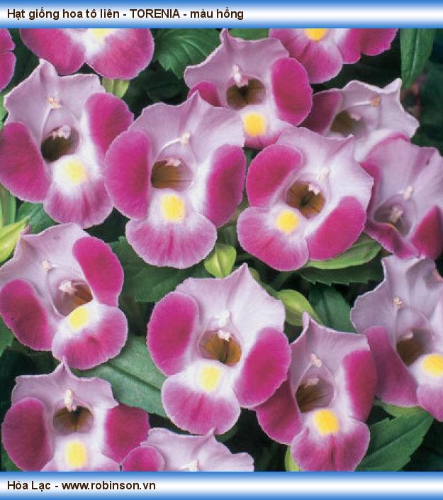 Hạt giống hoa tô liên - TORENIA - màu hồng Hưng Thuận  (6)