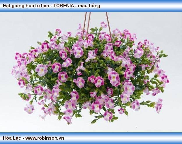 Hạt giống hoa tô liên - TORENIA - màu hồng Hưng Thuận  (5)