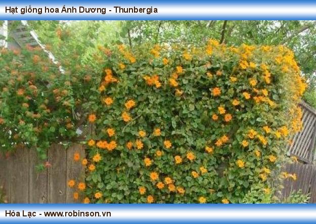 Hạt giống hoa Ánh Dương - Thunbergia Ea Drăng  (8)