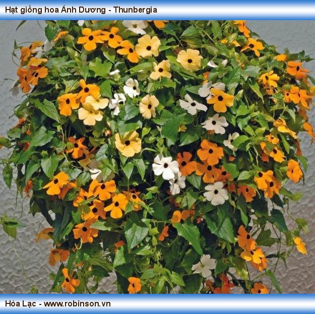 Hạt giống hoa Ánh Dương - Thunbergia Ea Drăng 