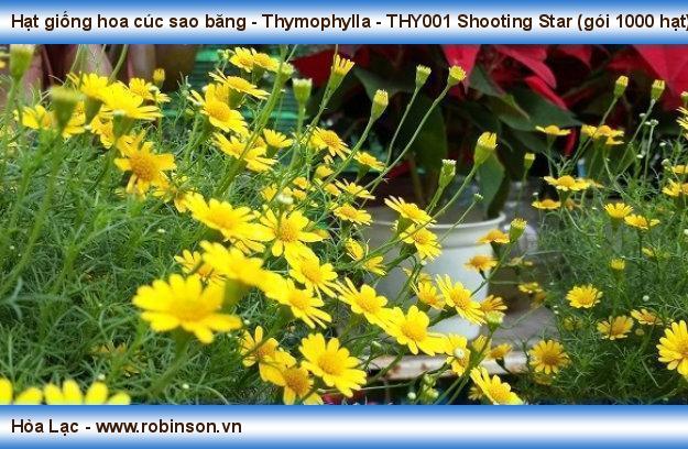 Hạt giống hoa cúc sao băng - Thymophylla - THY001 Shooting Star (gói 1000 hạt) Hán Trung Tuyến  (3)
