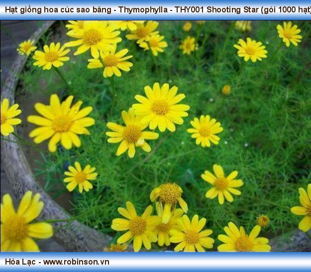 Hạt giống hoa cúc sao băng - Thymophylla - THY001 Shooting Star (gói 1000 hạt) Hán Trung Tuyến  (4)