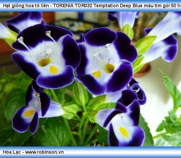 Hạt giống hoa tô liên - TORENIA TOR032 Temptation Deep Blue màu tím gói 50 hạt Lê Minh Tiến  (3)