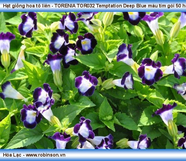 Hạt giống hoa tô liên - TORENIA TOR032 Temptation Deep Blue màu tím gói 50 hạt Lê Minh Tiến  (14)