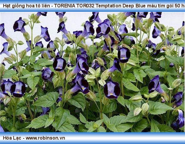 Hạt giống hoa tô liên - TORENIA TOR032 Temptation Deep Blue màu tím gói 50 hạt Lê Minh Tiến  (10)