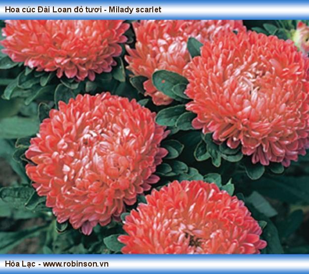 Hoa cúc Đài Loan đỏ tươi - Milady scarlet Đỗ Thị Hoa Mơ  (2)