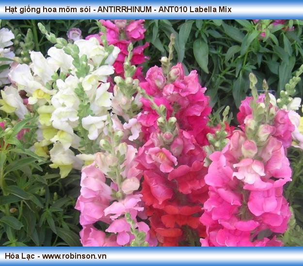 Hạt giống hoa mõm sói - ANTIRRHINUM - ANT010 Labella Mix (2)