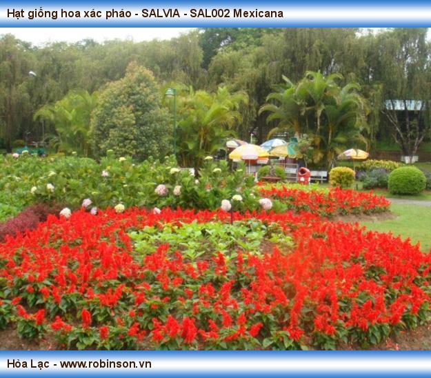 Hạt giống hoa xác pháo - SALVIA - SAL002 Mexicana (2)