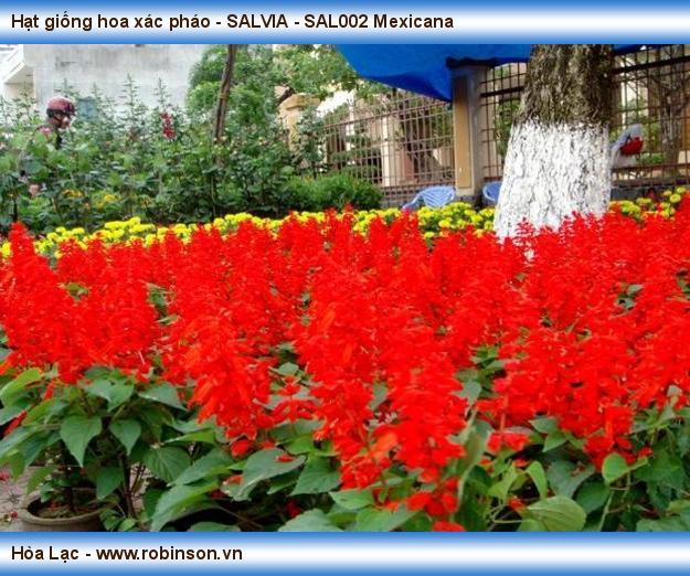 Hạt giống hoa xác pháo - SALVIA - SAL002 Mexicana (4)