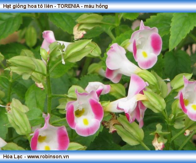 Hạt giống hoa tô liên - TORENIA - màu hồng Hưng Thuận  (2)