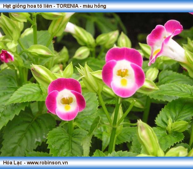 Hạt giống hoa tô liên - TORENIA - màu hồng Hưng Thuận  (3)